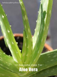 10 Awesome uses for aloe vera - to store your aloe vera gel, keep it in a jar in the fridge. For a longer shelf life you can mix in 500 UI vitamin C powder per one cup of aloe (this can be substituted for citric acid and/or vitamin E if that is what you have on hand). For a smoother consistency and/or to blend in vitamin C, put the aloe gel in your blender or food processor before storing in a jar in your fridge.