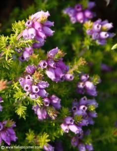 Pink flowering Heather | Hellie's Corner