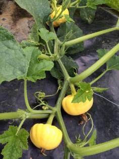 Kitchen garden ideas for halloween: Ripening and harvesting pumpkins