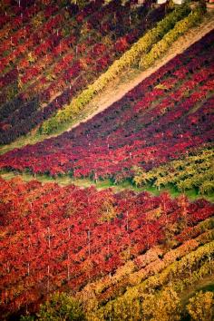 Castelvetro Hills - , Modena, Lambrusco Vineyard, Region of Emilia Romagna Italy