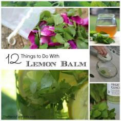 12 Things To Do With Lemon Balm