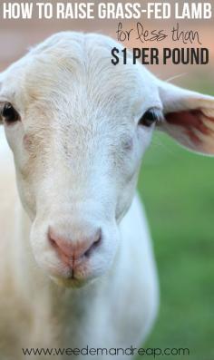 How To Raise Grass-Fed Lamb for less than $1 per pound
