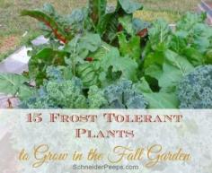SchneiderPeeps - 15 Frost Tolerant Plants- some are tolerant to 5 degrees Fahrenheit!