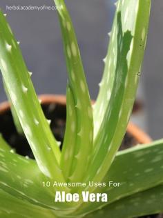 10 Awesome uses for aloe vera
