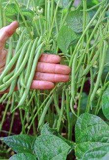 
                        
                            Some helpful tips for growing Green Beans
                        
                    