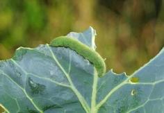 Common throughout the United States, the imported cabbage worm (Pieris rapae) chews large, irregular holes in the leaves of cabbage or cole crops (broccoli, cauliflower, kale, turnip).