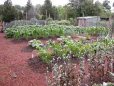 
                        
                            Really Nice Vegetable Garden. If you click this photo you'll find 101 Gardening Secrets that the experts never told you. All kinds of great vegetable garden information. Just click the photo.
                        
                    