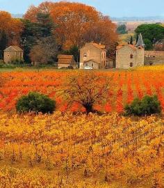 
                        
                            Autumn Vineyard in Provence
                        
                    