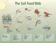 Soil Science Basics for Beginners