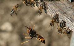 
                        
                            Japanese honeybees not only co-operate to attack their enemies, researchers now say their brains may actually be processing and responding to the threat.
                        
                    