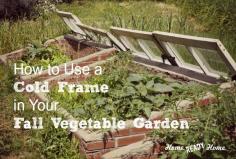 With the help of a cold frame, you can extend your gardening season into winter, growing fresh salad greens, carrots, radish and a lot more.