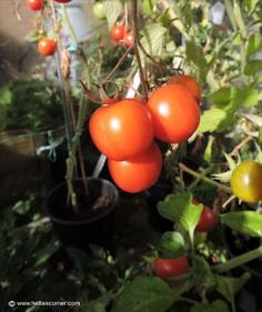 
                        
                            This Years Tomato Crop - A Very Sucessful Year - some tips for growing good tomatoes | Hellie's Corner
                        
                    