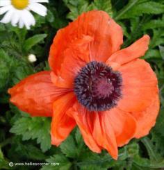 A late flowering Giant Red Poppy | Hellie's Corner
