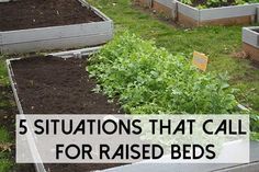
                        
                            5 Situations that Call for Raised Beds
                        
                    