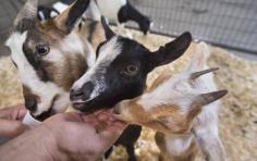 #goatvet says take care -don't let those fingers get too far back into the goats mouths