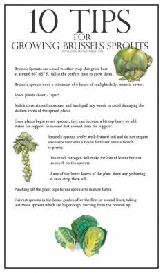 10 Tips for growing brussels sprouts | ahealthylifeforme...