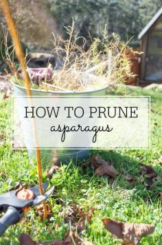 The simple way to prune asparagus (plus growing tips) and have healthy plants year after year!