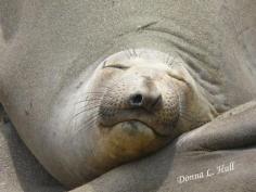 You'll meet sleepy elephant seals on a Coastal California Road Trip.