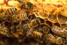 
                        
                            Honeybees create heat in hives via thoracic vibrations.
                        
                    