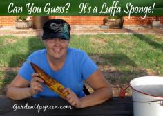 GardenUpgreen: Harvesting a Luffa Sponge