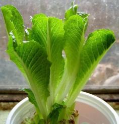 10 Vegetables & Herbs You Can Eat Once and Regrow Forever « Food Hacks