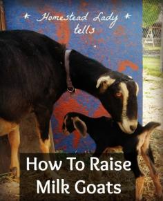 How To Raise Milk Goats | Podcast 21