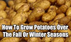 How To Grow Potatoes Over The Fall Or Winter Seasons, shtf, homesteading, gardening, food, can food, winter growing, potatoes, shtf, prepping,