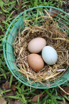 Does raising backyard chickens mean you get free eggs? When you tally up all the expenses, you'll quickly realize there is no such thing as a free egg.