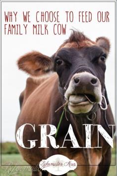 
                        
                            Put down the rocks! 100% Grass-fed might be the most popular choice, but we feed our family milk cow grain anyway and here's why.
                        
                    