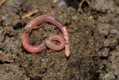Separate your red wiggler worms from fresh compost easier with this simple vermicomposting tip from MOTHER EARTH NEWS magazine.