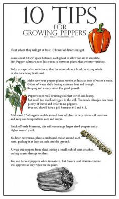 
                    
                        10 Tips for growing peppers
                    
                