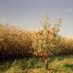 How to Grow an Apple Tree from a Seed in 12 Steps