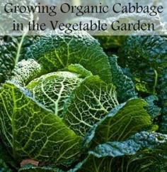 
                    
                        Grow cabbages as a fall crop - something the Ingalls family would grow in their garden as well. Via @AboutHome
                    
                