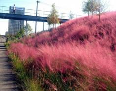 Pepto-Bismol pink may not be a traditional autumn color, but you're going to be seeing it more and more -- thanks to a spectacular native plant called pink muhly grass. It's easy to grow and when s...