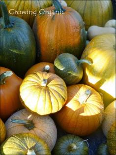 
                    
                        Growing Organic : Pie Pumpkins or Sugar Pumpkins
                    
                