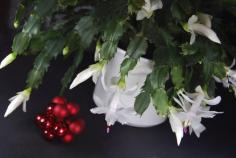 
                    
                        The three common holiday cacti, named for time of year the blooms appear, include Thanksgiving cactus, Christmas cactus and Easter cactus. All three are easy to grow and have similar growth habits and care requirements. Learn more here.
                    
                