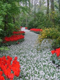 A path of white flowers in the Keukenhos garden (holland) #Dutch, #Holland, #Keukenhof, #Tulip