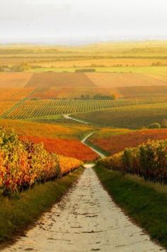 Autumn vineyard in Hungary