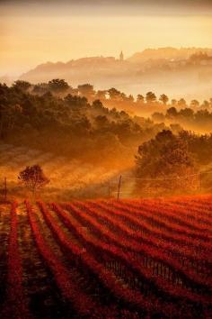 Vineyards, Umbria, Tuscany, Itally