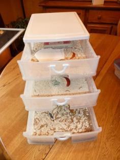 a three-drawered mealworm farm. interesting idea, but I won't be setting one up.  The girls will just have to do without bugs during the winter.
