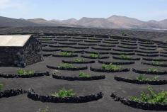 
                    
                        Lanzarote is the only place in the world where dry volcanic cultivation is used to produce wine.
                    
                
