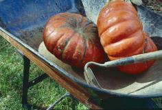 
                    
                        Has the prairie and homestead talk given you gardening fever? Read through this growing guide and plan your pumpkin patch for next fall.
                    
                