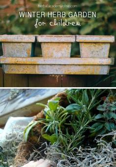 
                    
                        Making A Child’s Winter Herb Garden - ensure success for both the plants and your kids / great indoor garden ideas!
                    
                