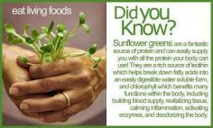 
                    
                        Sunflower Greens
                    
                