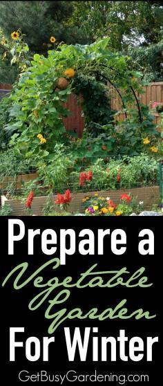 
                    
                        Wondering what to do with your vegetable garden this fall? Here's some information to help you Prepare a Vegetable Garden for Winter | GetBusyGardening.com
                    
                