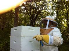 
                    
                        Harvesting Honey
                    
                