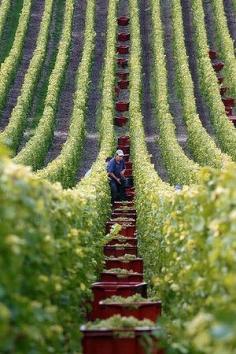 Champagne region in France - Harvesting