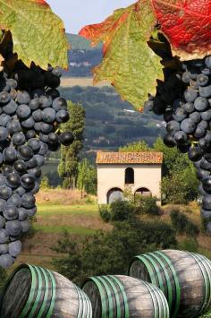 
                    
                        Vineyard in Chianti, Tuscany, Italy Siena
                    
                