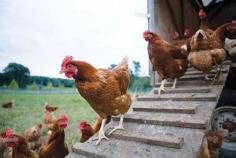 
                    
                        Raising Broiler Chickens - Homesteading and Livestock - MOTHER EARTH NEWS
                    
                
