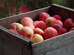 
                    
                        Apple season is upon us along with all the delicious juices, sauces, spreads, breads, and desserts to be made from this fall fruit. Learn about growing, harvesting and how to store apples to keep them all winter long with our quick guide. www.organicauthor...
                    
                